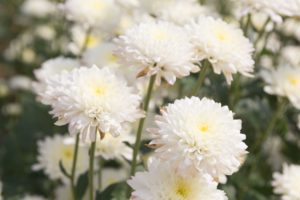 Close up of White Cushion Mums
