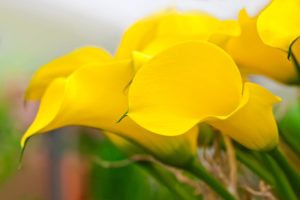 close up of Yellow Calla Lilies