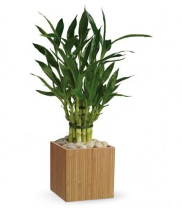 Our exclusive good-luck bamboo not only delivers good luck, it has good karma attached. Delivered in an exclusive natural bamboo cube, it's all about being good to the earth, and being good to each other.