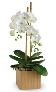 Pure elegance. That's what these divine white phalaenopsis orchids deliver. 