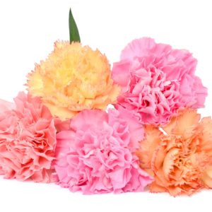 Carnations