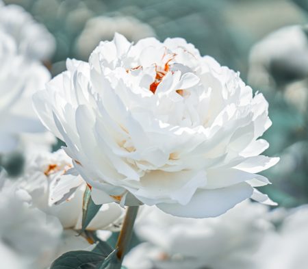 White Peony