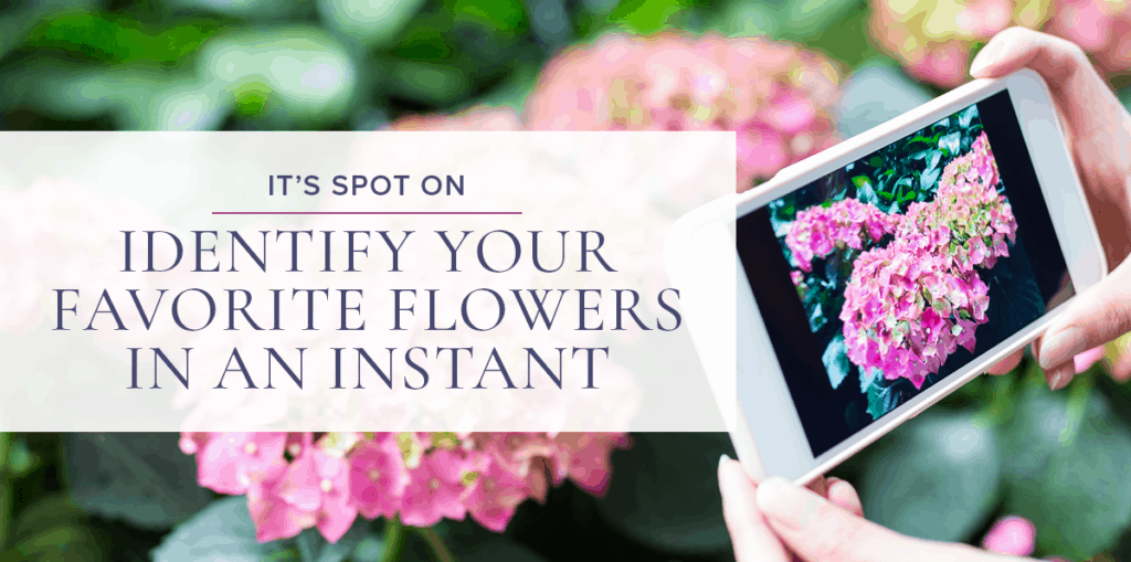 Flower Id Apps You Should Have If