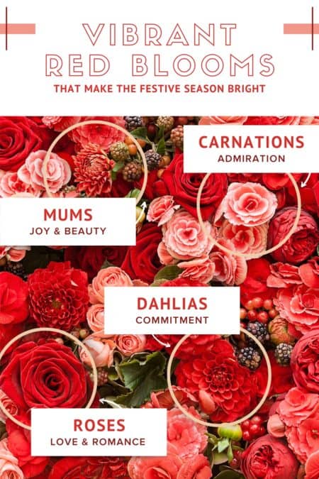 Vibrant red flowers for the holidays